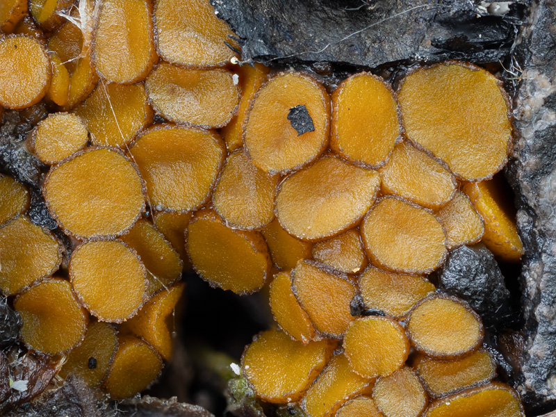 Anthracobia macrocystis